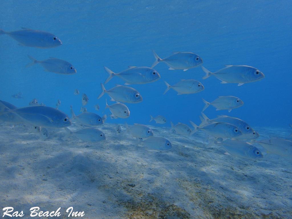 Ras Beach Inn Rasdhoo Zewnętrze zdjęcie