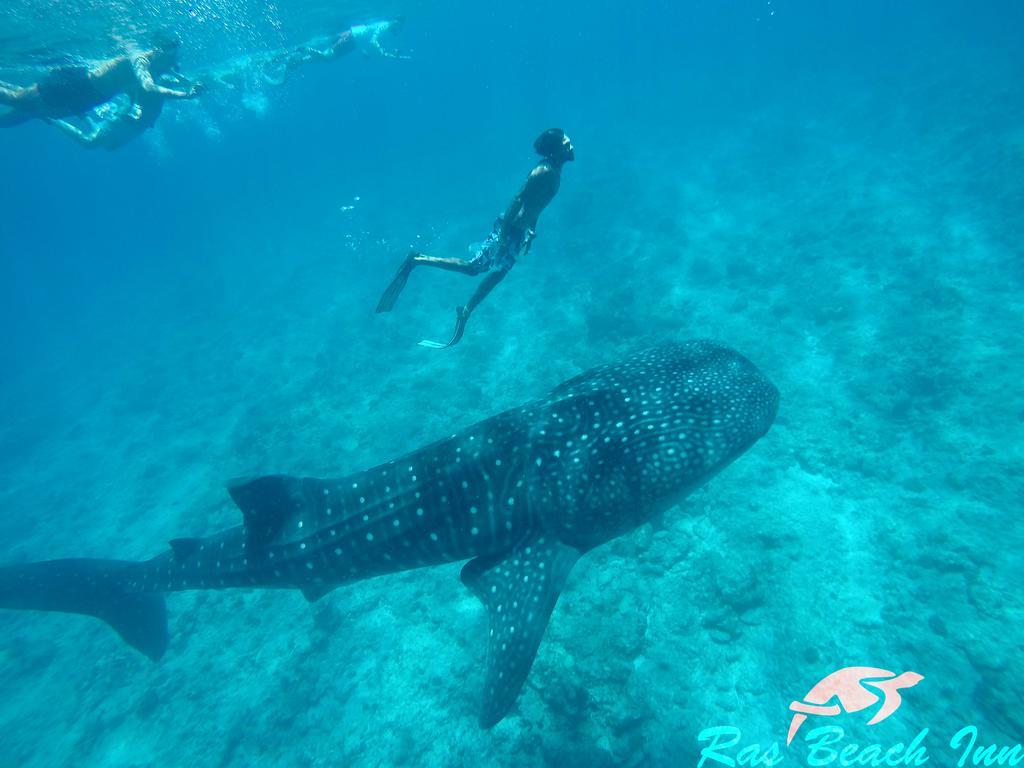 Ras Beach Inn Rasdhoo Zewnętrze zdjęcie