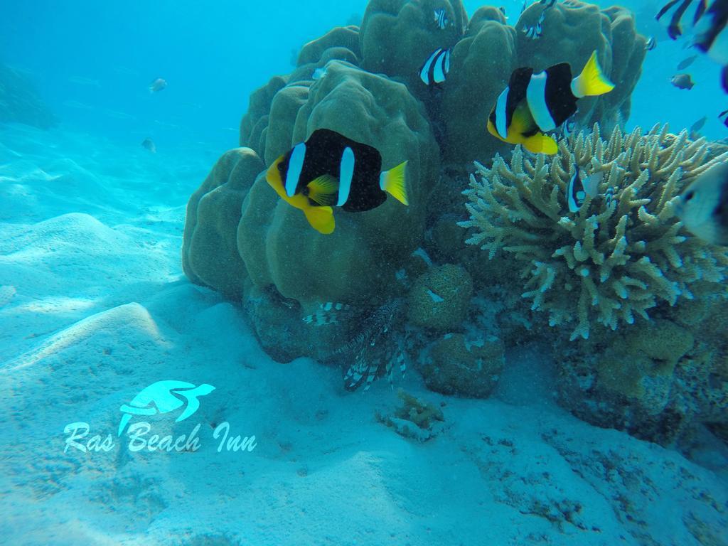 Ras Beach Inn Rasdhoo Zewnętrze zdjęcie