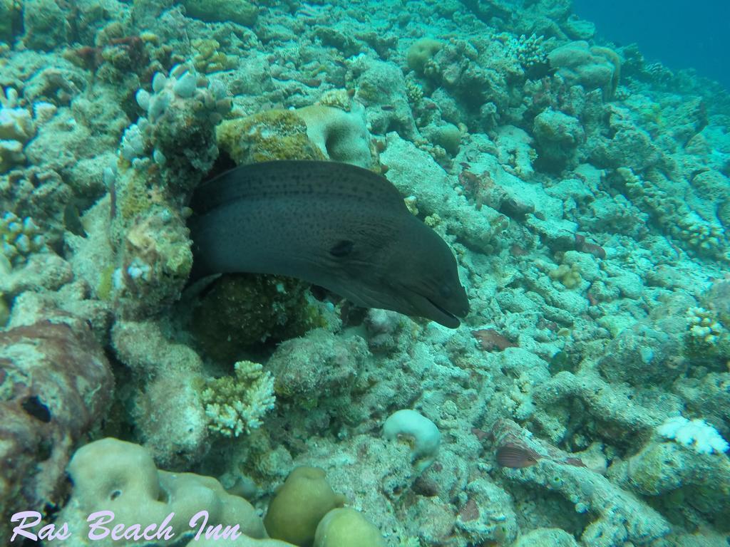Ras Beach Inn Rasdhoo Zewnętrze zdjęcie